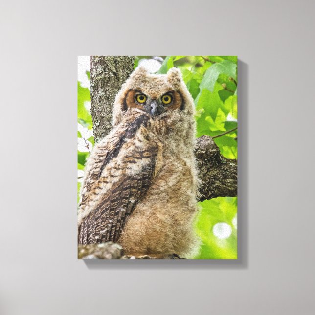 Owlet Canvas Print (Front)