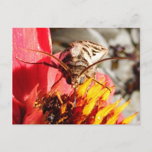 Owlet Moth  postcard