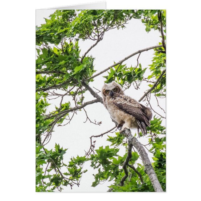 Owlet On A Maple Tree Branch Cards (Front)