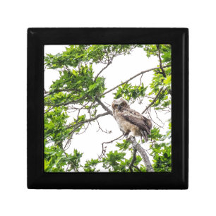 Owlet On A Maple Tree Branch Gift Box