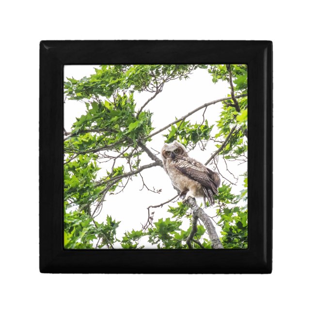 Owlet On A Maple Tree Branch Gift Box (Front)
