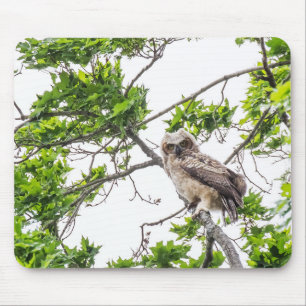 Owlet On A Maple Tree Branch Mouse Pad
