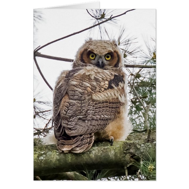 Owlet On A Pine Branch Cards (Front)