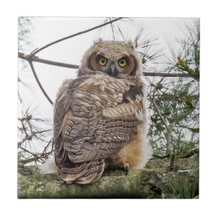 Owlet On A Pine Branch Ceramic Tile
