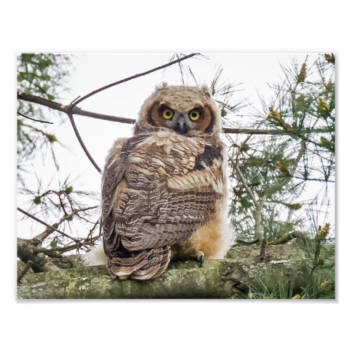 Owlet On A Pine Branch Photo Print
