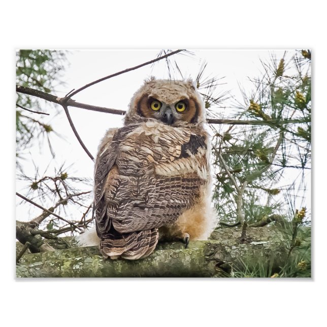 Owlet On A Pine Branch Photo Print (Front)