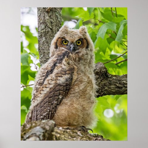 Owlet Poster