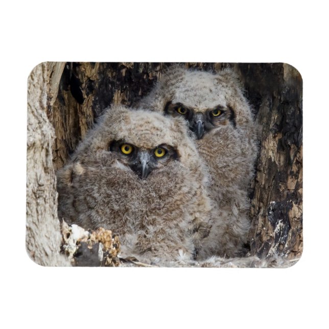 Owlets Magnet (Horizontal)