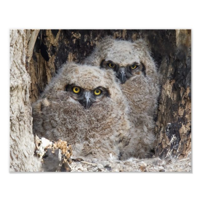 Owlets Photo Print (Front)