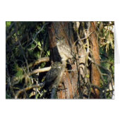 Owls (Front Horizontal)