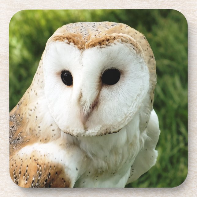 OWLS BEVERAGE COASTER (Front)