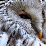 OWLS BOWL<br><div class="desc">A beautiful owl just keeping an eye on things.</div>