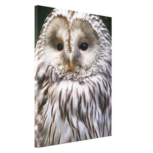 OWLS GALLERY WRAP CANVAS