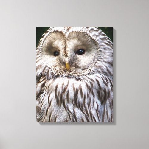 OWLS CANVAS PRINT