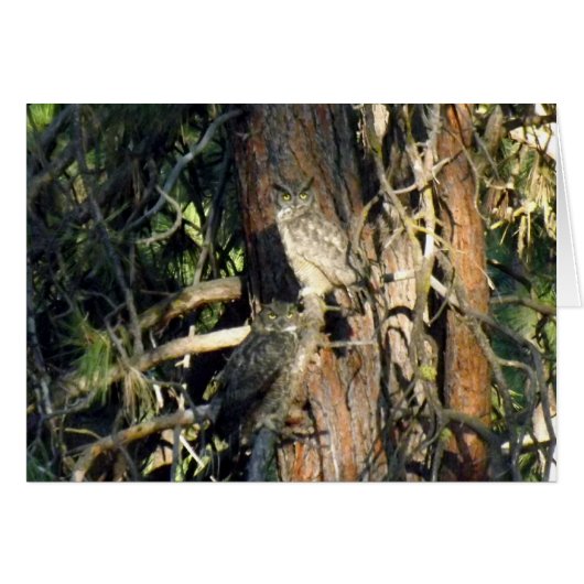 Owls Cards (Front Horizontal)