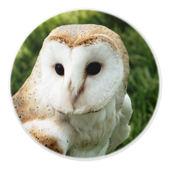 OWLS CERAMIC KNOB (Front)