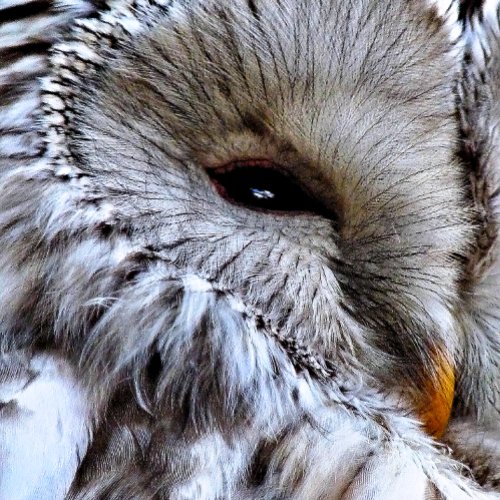 OWLS CERAMIC ORNAMENT