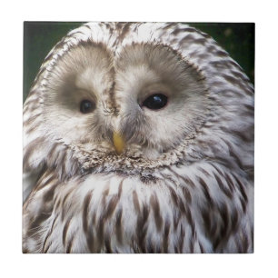 OWLS CERAMIC TILE