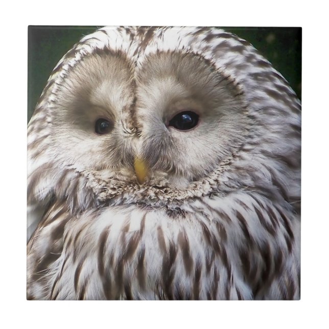 OWLS CERAMIC TILE (Front)