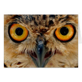 Owls Eyes (Front Horizontal)