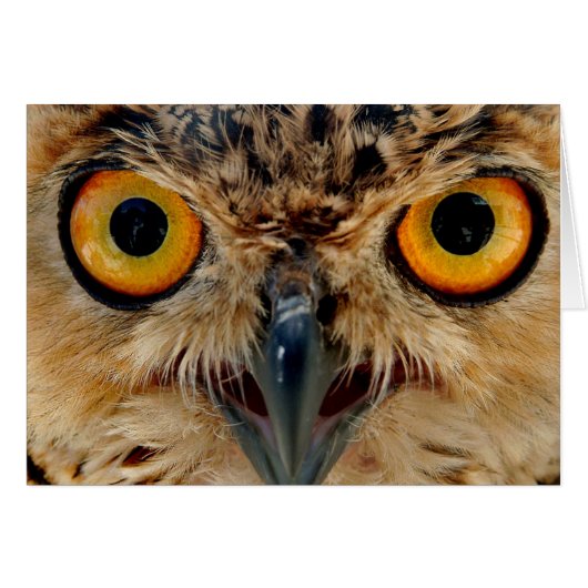 Owls Eyes Cards (Front Horizontal)