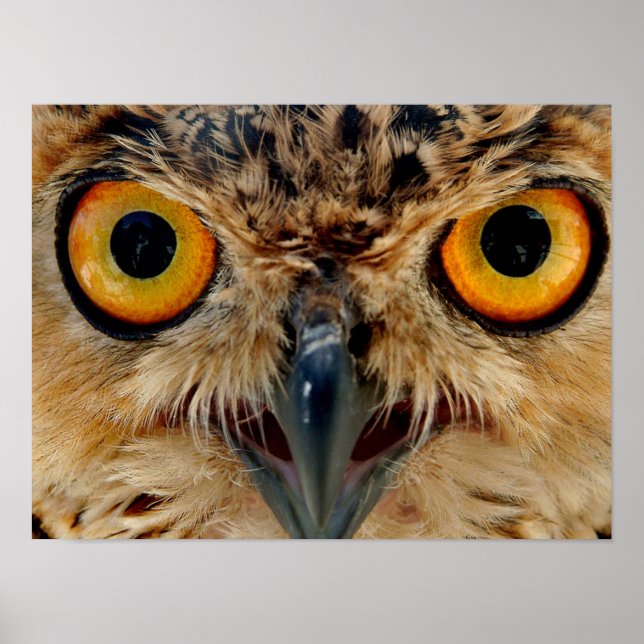 Owls Eyes Poster (Front)