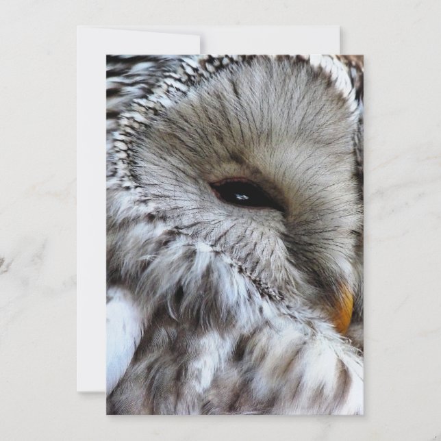 OWLS INVITATION (Front)