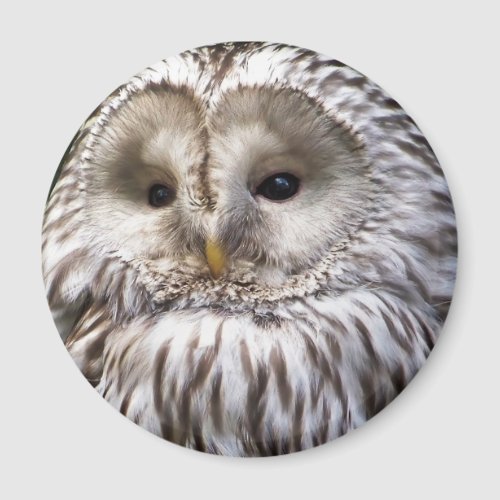 OWLS MAGNET