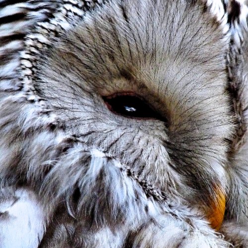 OWLS METAL ORNAMENT