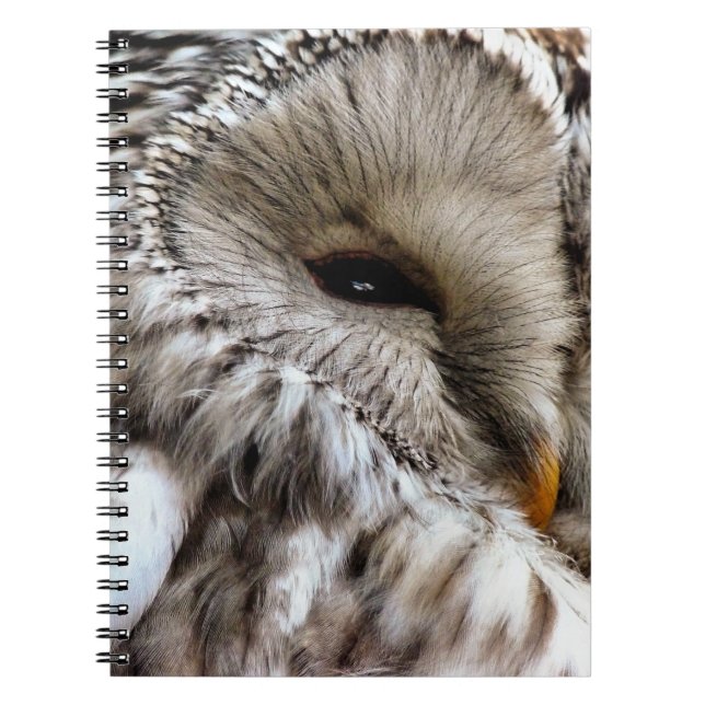 OWLS NOTEBOOK (Front)