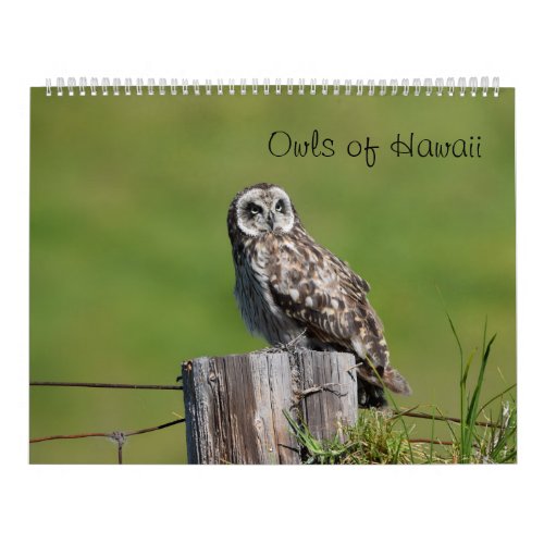 Owls of Hawaii Calendar