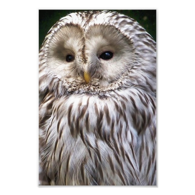 OWLS PHOTO PRINT (Front)
