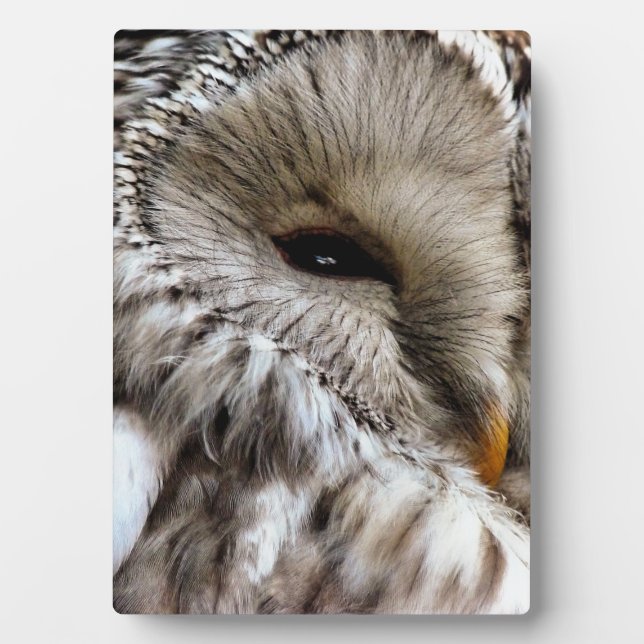 OWLS PLAQUE (Front)