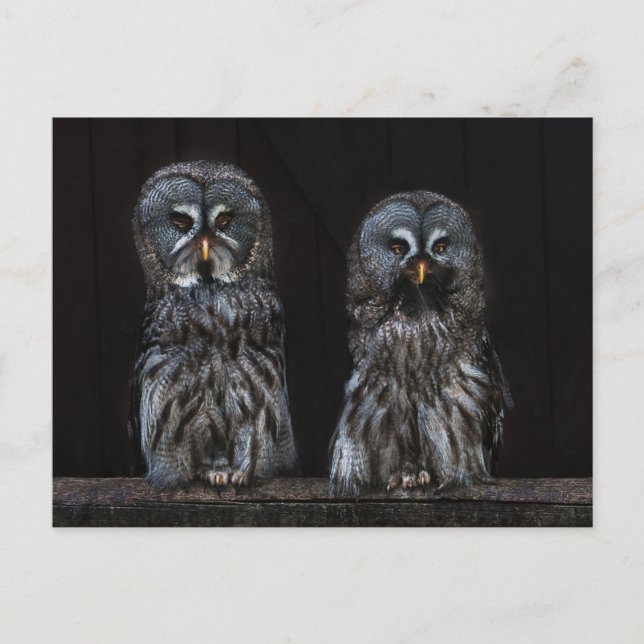 Owls Postcard (Front)