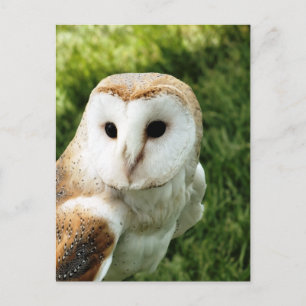 OWLS POSTCARD