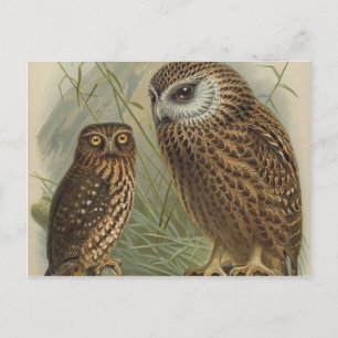 Owls Postcard