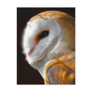 OWLS POSTCARD