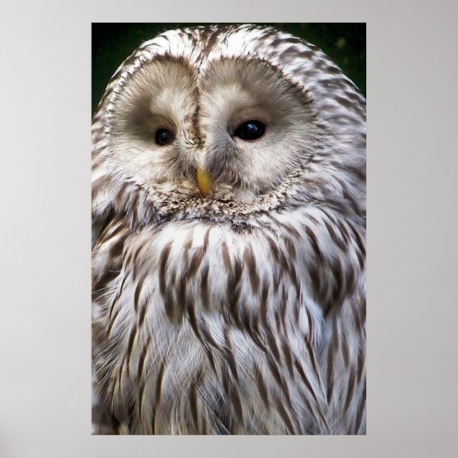 OWLS POSTER (Front)