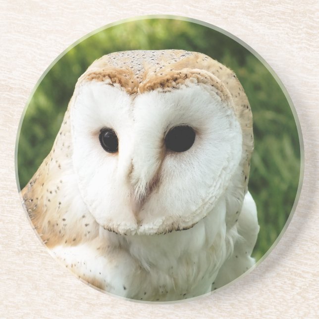 OWLS SANDSTONE COASTER (Front)