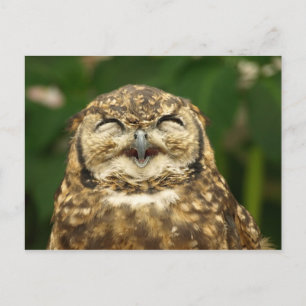 owl's smile!! :) postcard
