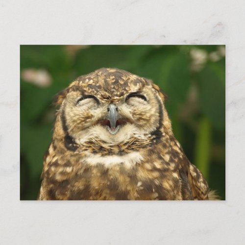 owls smile  postcard