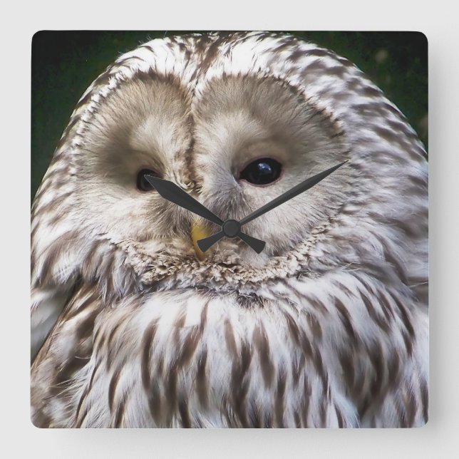 OWLS SQUARE WALL CLOCK (Front)