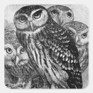 Owls, vintage engraving square sticker