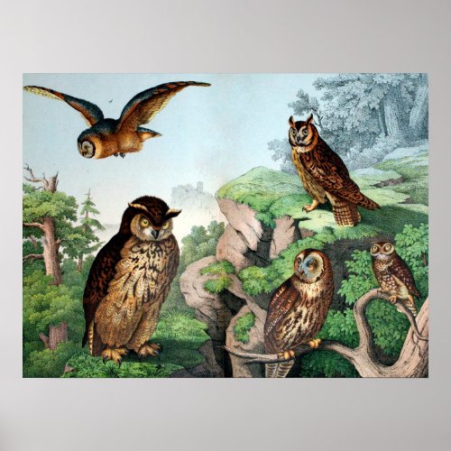 Owls Vintage Poster