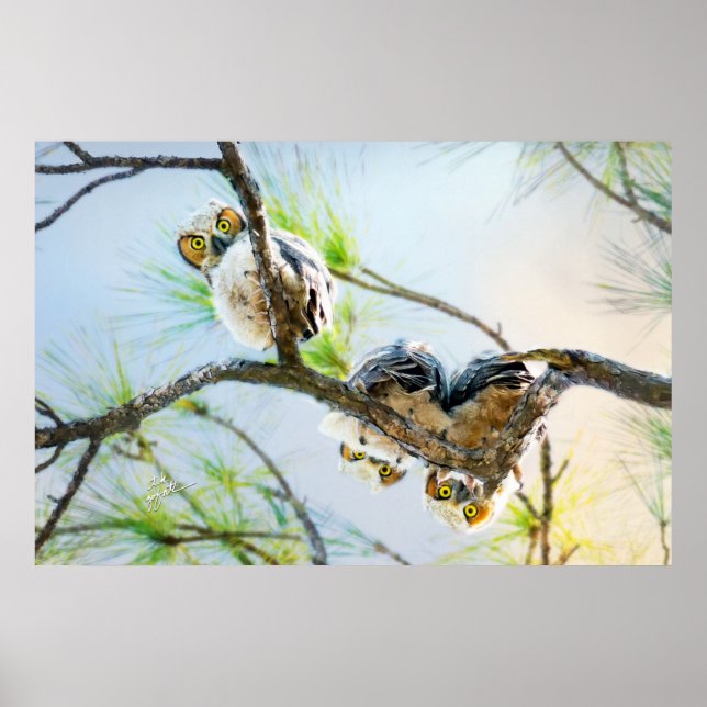 Owls Wildlife Photography Great Horned Baby Owl Poster (Front)