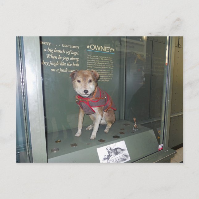 Owney National Post Office Museum Mascot Postcard (Front)