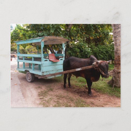Ox Cart Postcard