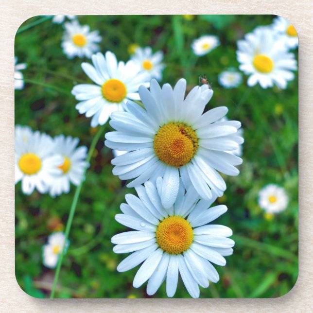 Ox-Eye Daisies Beverage Coaster (Front)