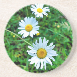 Ox-Eye Daisies Coaster