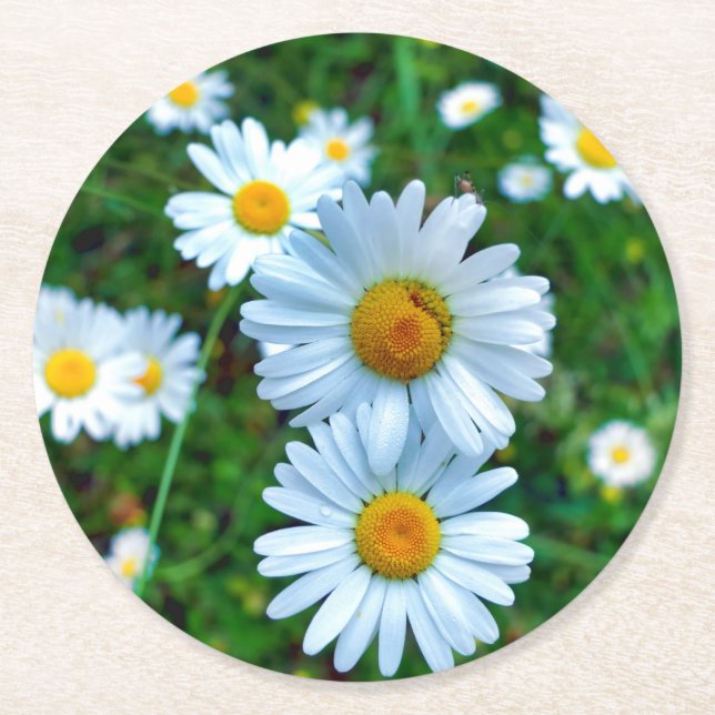 Ox-Eye Daisies Round Paper Coaster (Front)
